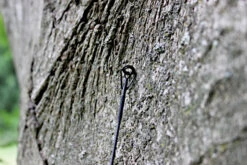 Ashima FFX-F 12ft 1,50lb 7 Ashima FFX-F 12ft 1,50lb -VisMeester Verkoop 005d0d6366159e5f